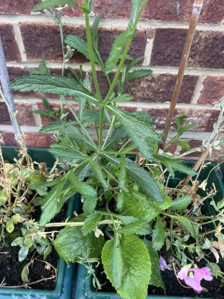 Another guess the plants?