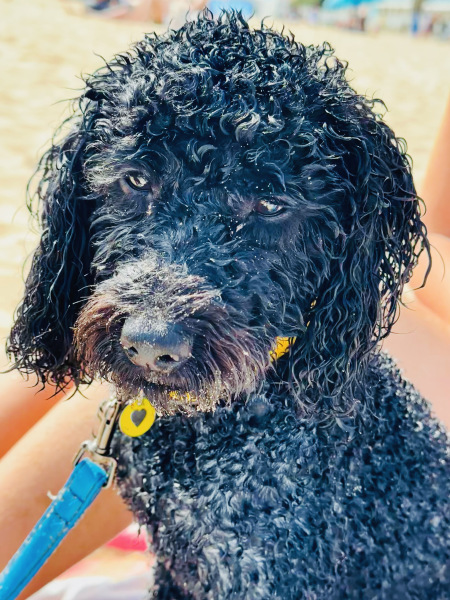 Thinking of getting a poodle cross?