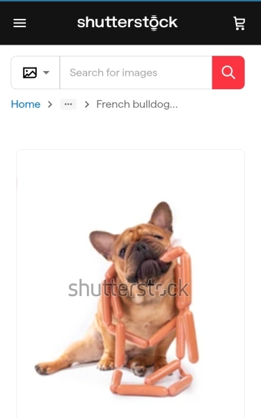 To not like dogs