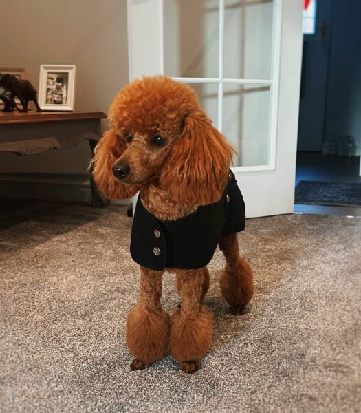Show me you groom-day pics!