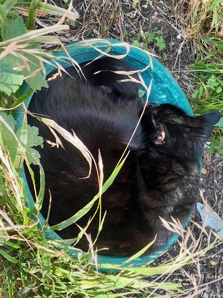Chicken, Dreamies and Lickelix - the Excellent Cats form a disorderly queue