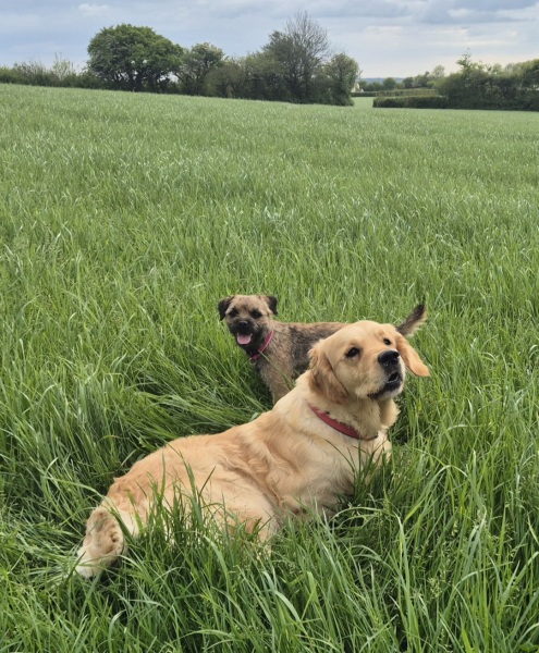 Golden retriever or border terrier