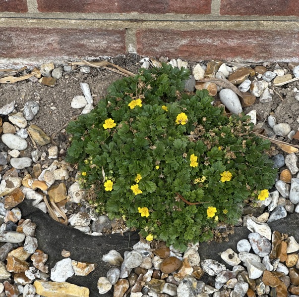 Mystery plant