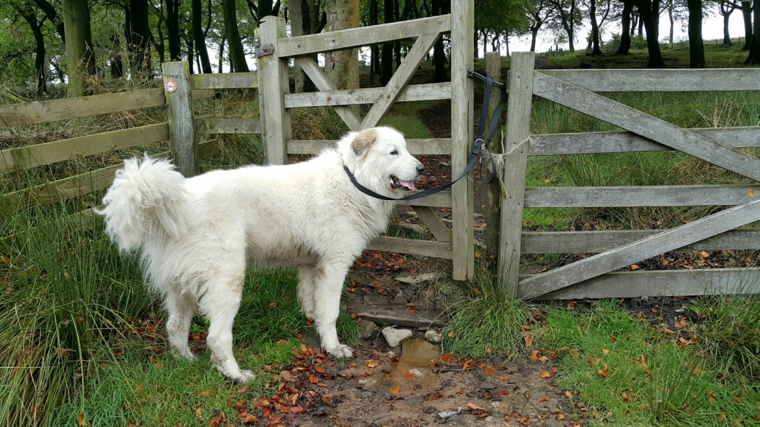 Our Cosmic Autumn Rebellion (Adolescent Support Group)