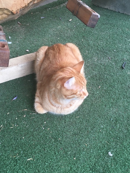 Thread 30 Starmer - Magic Roundabouts