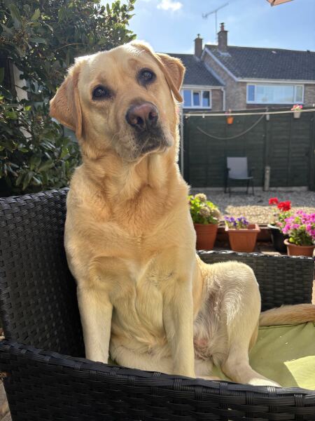 rehoming a breeding bitch