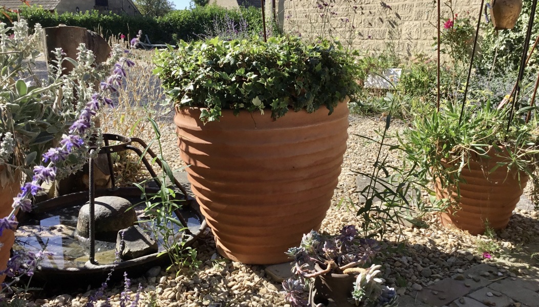 Where to buy cheap terracotta/ceramic plant pots for the garden?