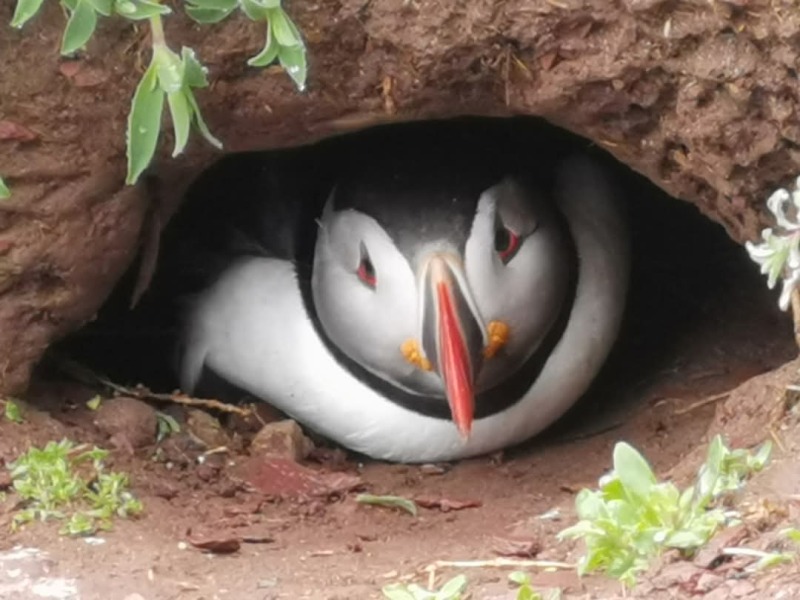 The Bluestocking Pub - Withered Old Haggis edition.