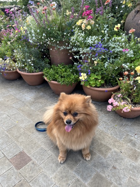 Thread 29 Starmer - Paint your Bandwagon