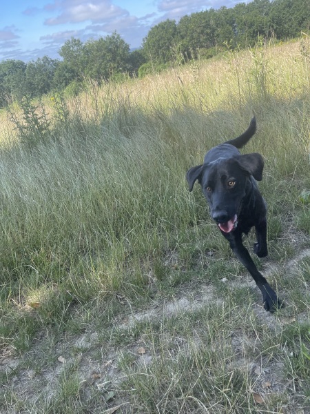 Looking for dog walking bag