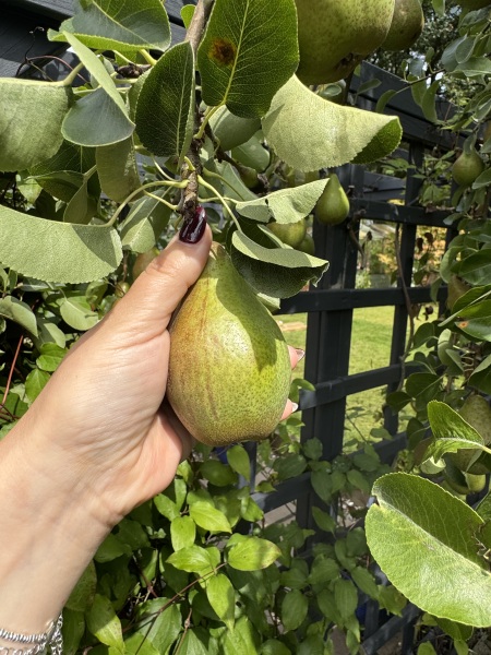 Picking pears