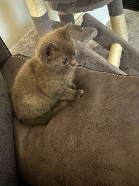 New kitten help and advice (Litter tray)
