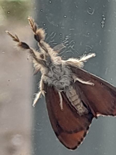 Is this a moth?