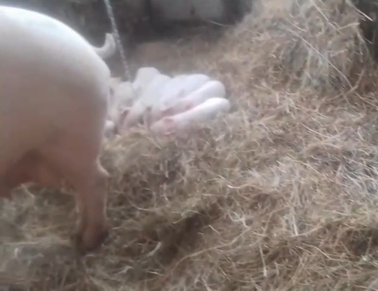 Pig name suggestions please. I'm running out of ideas.  Long OP. If you aren't up for a big read, this isn't for you.