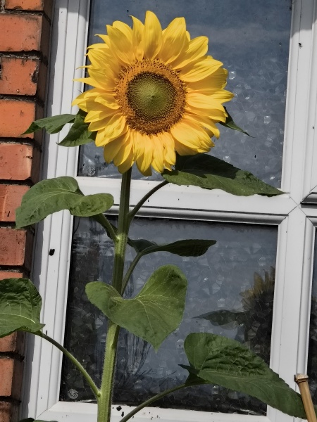 Thread 29 Starmer - Paint your Bandwagon