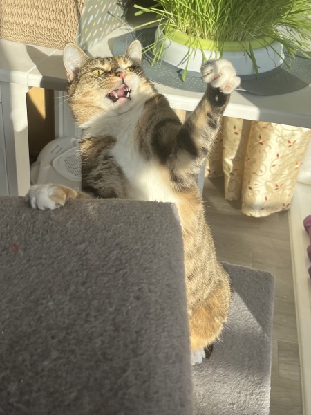 The One after the One where the Excellent Cats posed for a calendar