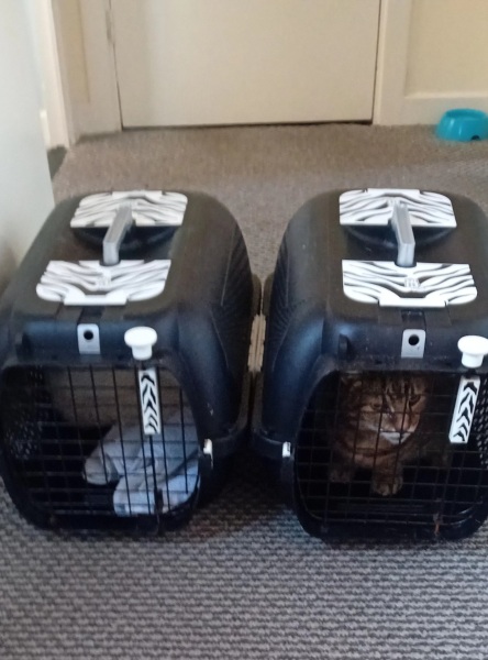 Chicken, Dreamies and Lickelix - the Excellent Cats form a disorderly queue