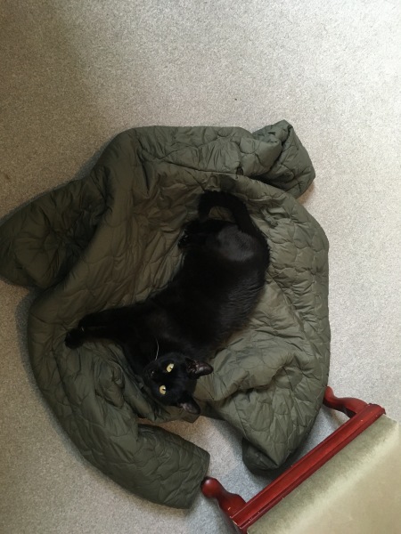 Could our cat be on her way out?