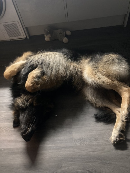 Dogs everywhere!