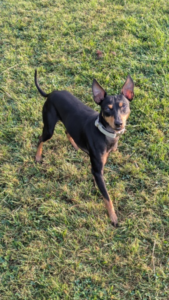 Can we all just agree that Daschunds...