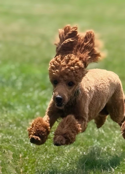 Questions about cockerpoos
