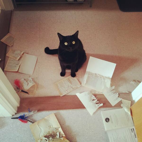 Chicken, Dreamies and Lickelix - the Excellent Cats form a disorderly queue