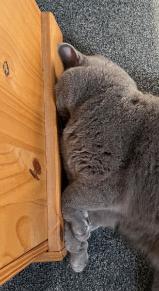 Sent some pictures of my cat to a few friends and they are saying he needs a vet..