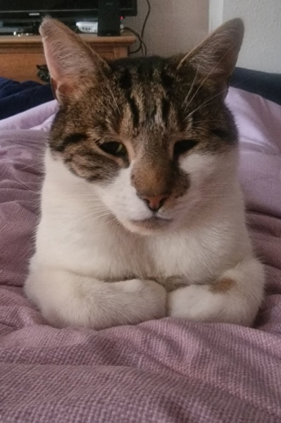 Cat jumped on baby! GP?