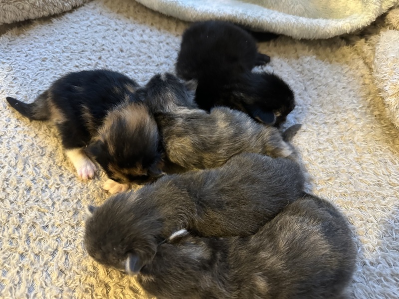 Pregnant foster cat…hopefully some kittens today