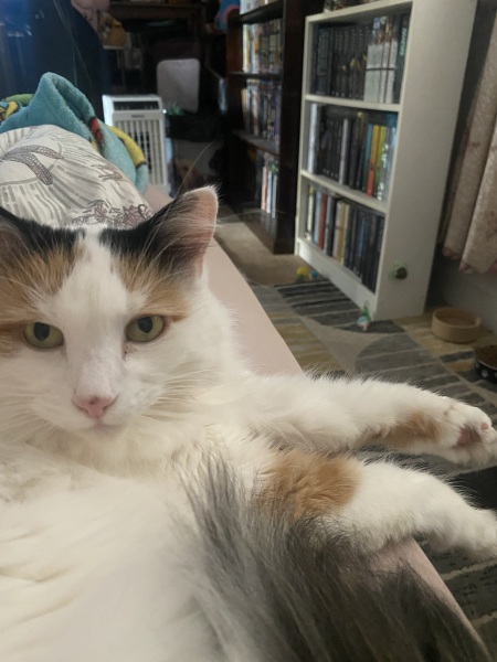 Anyone want a stubborn ass cat?