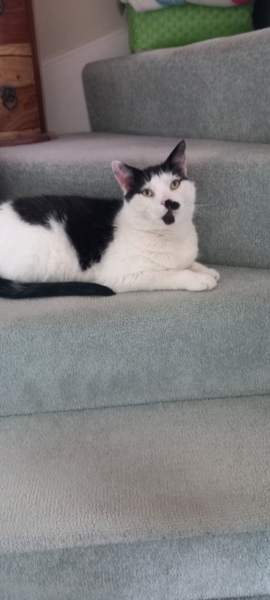 Chicken, Dreamies and Lickelix - the Excellent Cats form a disorderly queue