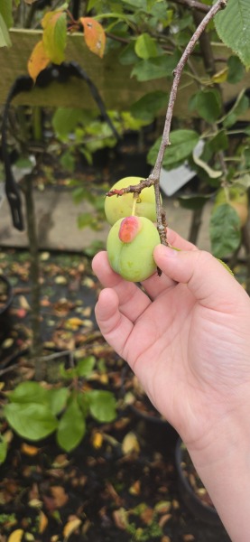 What have you done in the garden today? Part 7