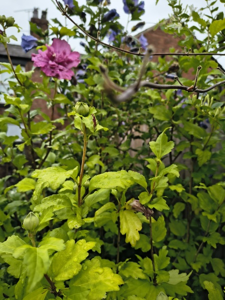 Thread 28 Starmer - Weodmonath