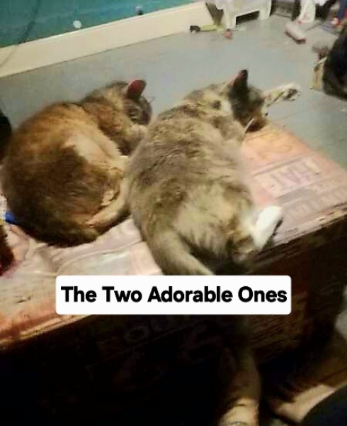 Chicken, Dreamies and Lickelix - the Excellent Cats form a disorderly queue