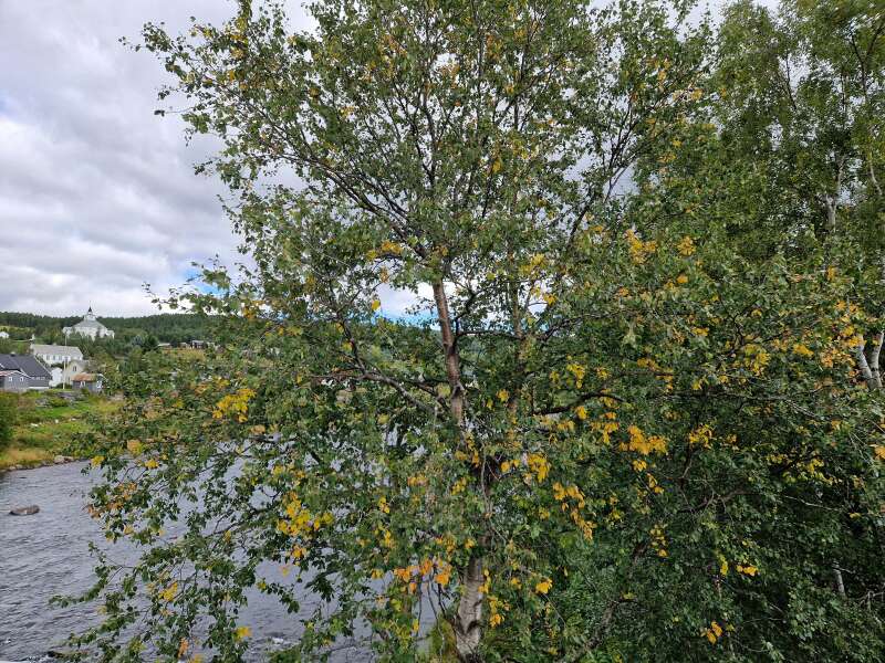 Year round Nigel Slater discussion thread Part 2