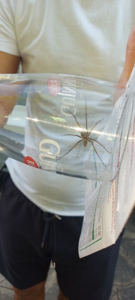Spiders