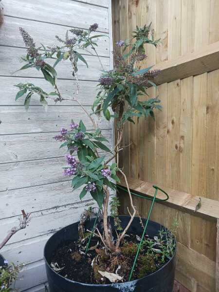 Can this old buddleia be saved?