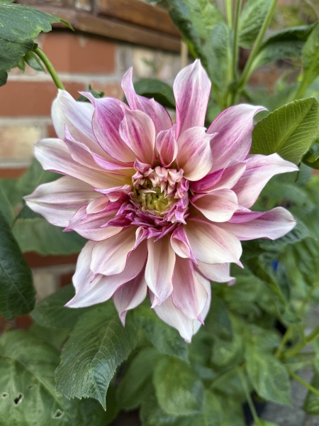 Year round Nigel Slater discussion thread Part 2