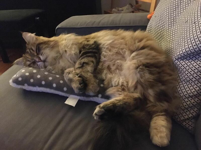 Retired queen siberian