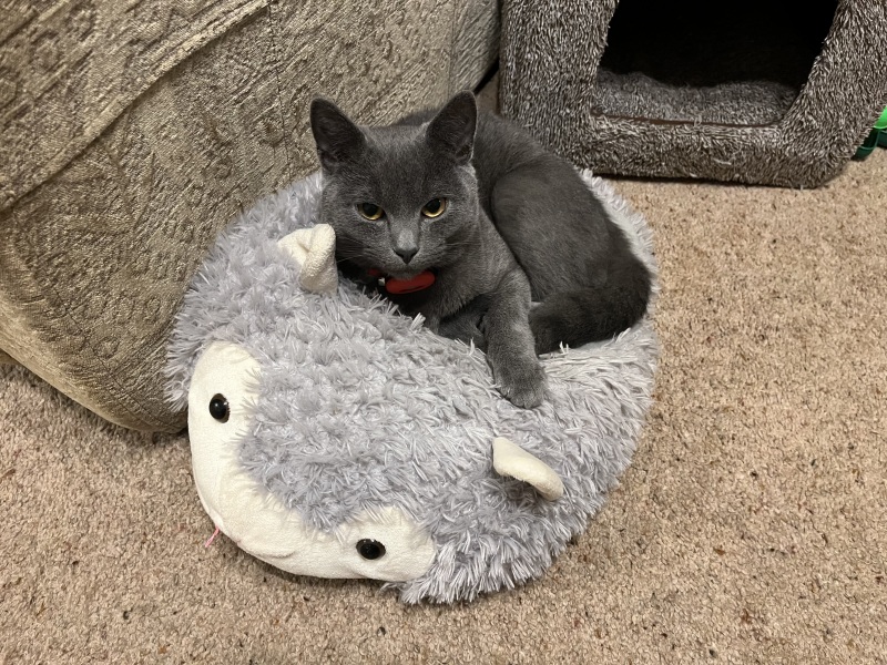 The One after the One where the Excellent Cats posed for a calendar