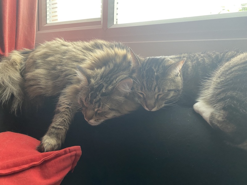 Two kittens- siblings but what sex