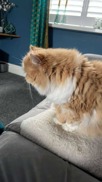 Thread 28 Starmer - Weodmonath