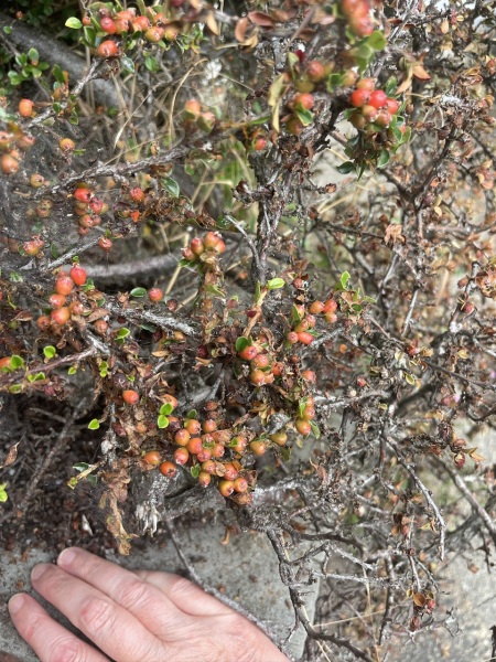 Something's wrong with my cotoneaster