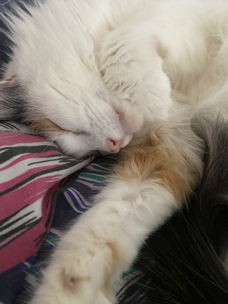 Anyone want a stubborn ass cat?