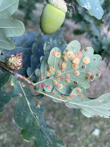 What are these on our town’s oak tree?