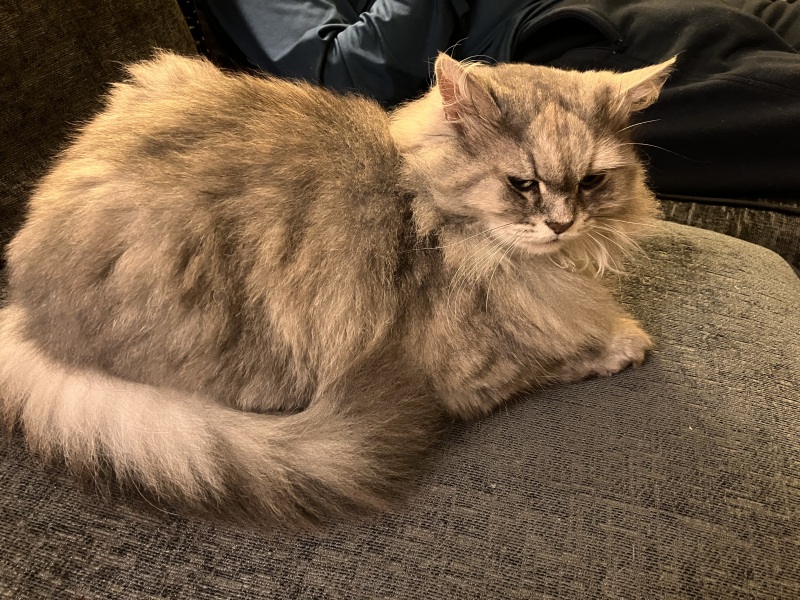 Retired queen siberian