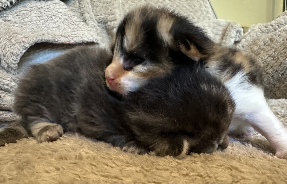 Pregnant foster cat…hopefully some kittens today