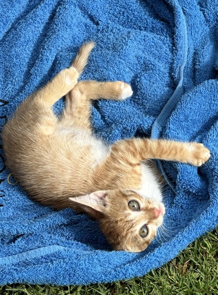 Chicken, Dreamies and Lickelix - the Excellent Cats form a disorderly queue