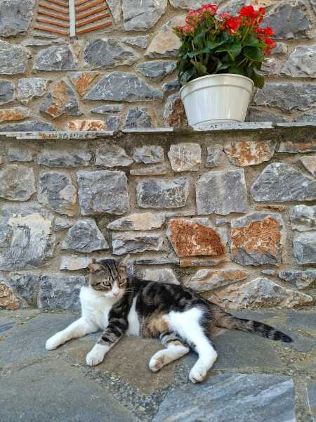 Thread 29 Starmer - Paint your Bandwagon