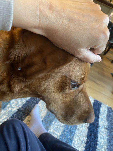 Just found a weird little growth under my Labrador’s ear - any advice before I call the vet pls?